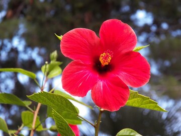 শীত এলেই শুকিয়ে যায় সাধের ফুলগাছ! খুব সহজ ৩ উপায় মানলে বছরভর ফুলের ভারে ভেঙে পড়বে ডাল