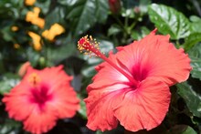 Gardening Tips: শীত এলেই শুকিয়ে যায় সাধের ফুলগাছ? খুব সহজ ৩ উপায় মানলে বছরভর ফুলের ভারে ভেঙে পড়বে ডাল, জানুন ট্রিক