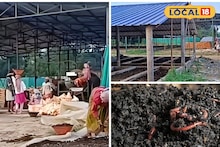 Vermicompost: বিশেষ উন্নতমানের কেঁচো দিয়ে হাজার হাজার টন ভার্মি কম্পোস্ট তৈরি হচ্ছে দুর্গাপুরে, জমিতে দিলে তরতরিয়ে বাড়বে গাছ