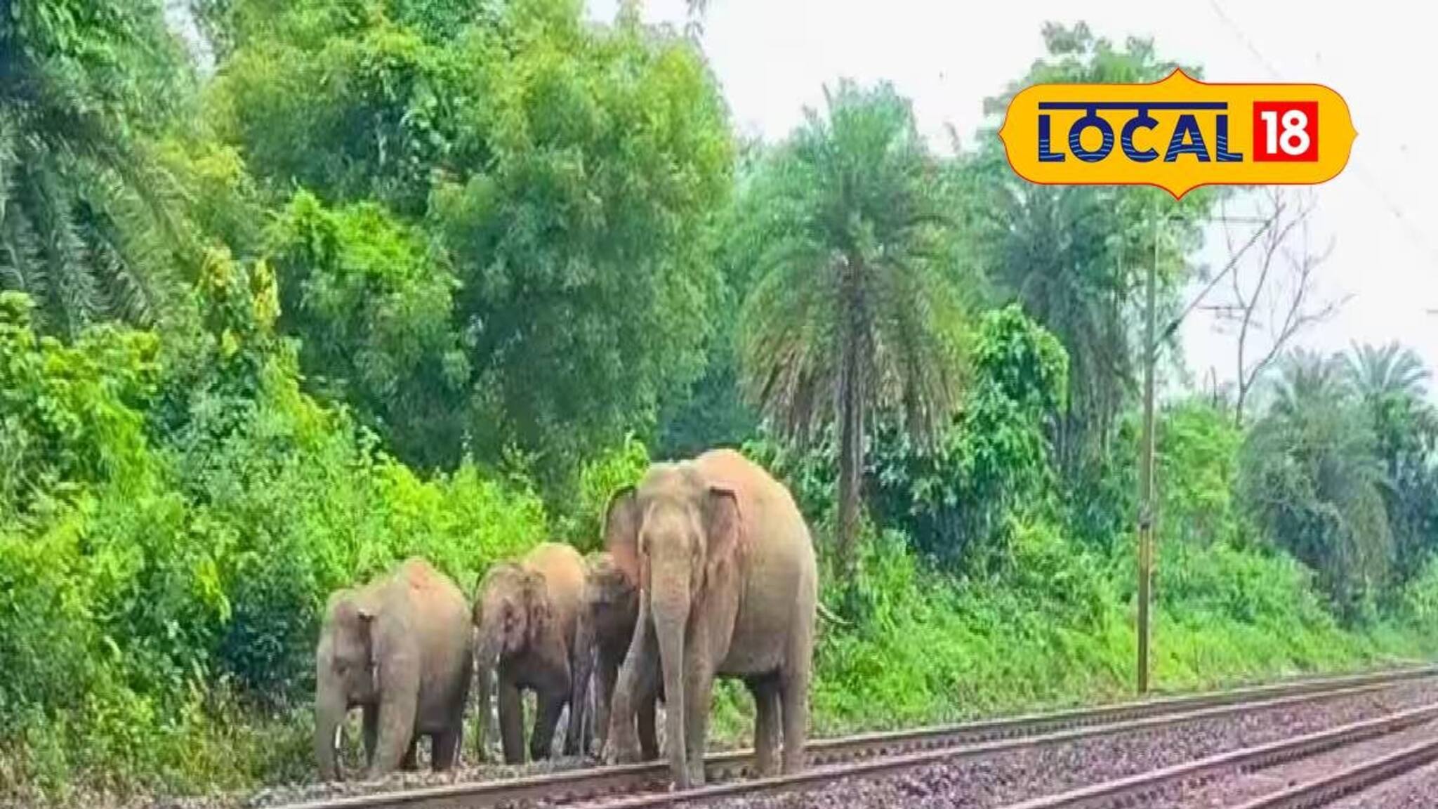 Jalpaiguri News: রেললাইন পার হওয়ার সময় ট্রেনের ধাক্কা! ধূপগুড়িতে প্রাণ গেল দাঁতাল হাতির, মৃত্যুর সঙ্গে পাঞ্জা লড়ছে আরও ১