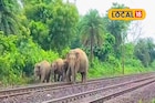রেললাইন পার হওয়ার সময় ট্রেনের ধাক্কা! ধূপগুড়িতে দাঁতাল হাতির মৃত্যু, আহত আরও ১
