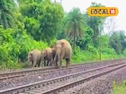রেললাইন পার হওয়ার সময় ট্রেনের ধাক্কা! ধূপগুড়িতে দাঁতাল হাতির মৃত্যু, আহত আরও ১
