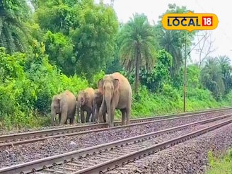 রেললাইন পার হওয়ার সময় ট্রেনের ধাক্কা! ধূপগুড়িতে দাঁতাল হাতির মৃত্যু, আহত আরও ১