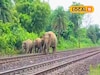 রেললাইন পার হওয়ার সময় ট্রেনের ধাক্কা! ধূপগুড়িতে দাঁতাল হাতির মৃত্যু, আহত আরও ১