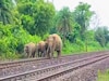 রেললাইন পার হওয়ার সময় ট্রেনের ধাক্কা! ধূপগুড়িতে দাঁতাল হাতির মৃত্যু, আহত আরও ১