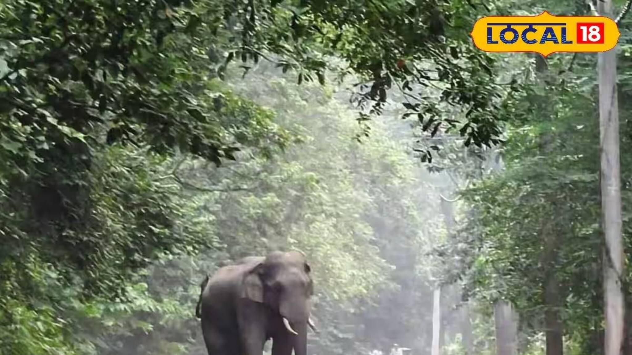 গরুমারা ছেড়ে সোজা ডুয়ার্সের রিসর্ট! পর্যটকদের সামনে গজরাজের ‘নাইট ট্যুর’