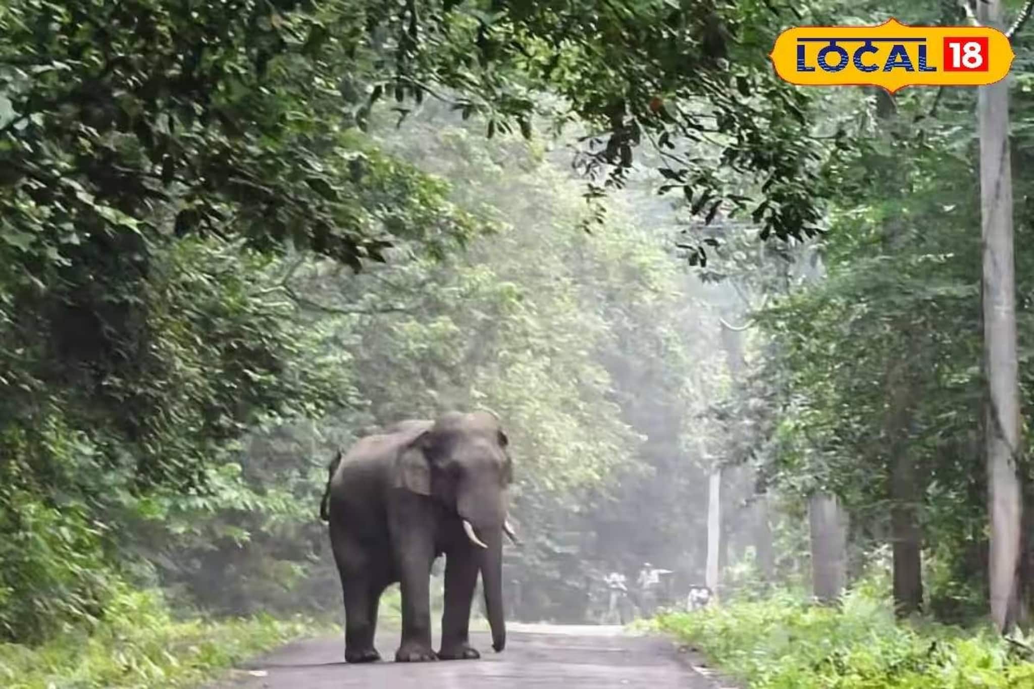 গরুমারা ছেড়ে সোজা ডুয়ার্সের রিসর্ট! পর্যটকদের সামনে গজরাজের ‘নাইট ট্যুর’