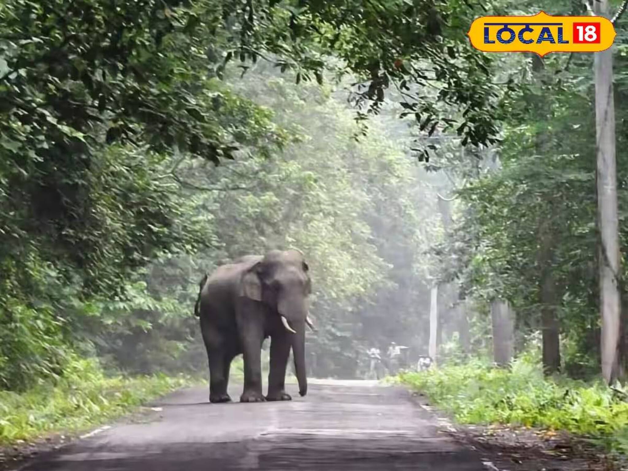 Jalpaiguri News: গরুমারা ছেড়ে সোজা ডুয়ার্সের রিসর্ট! পর্যটকদের সামনে গজরাজের ‘নাইট ট্যুর’, দেখুন ভিডিও
