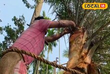 শুরু খেজুর গাছে হাঁড়ি বাঁধা! জলদি মিলবে জয়নগরের মোয়া