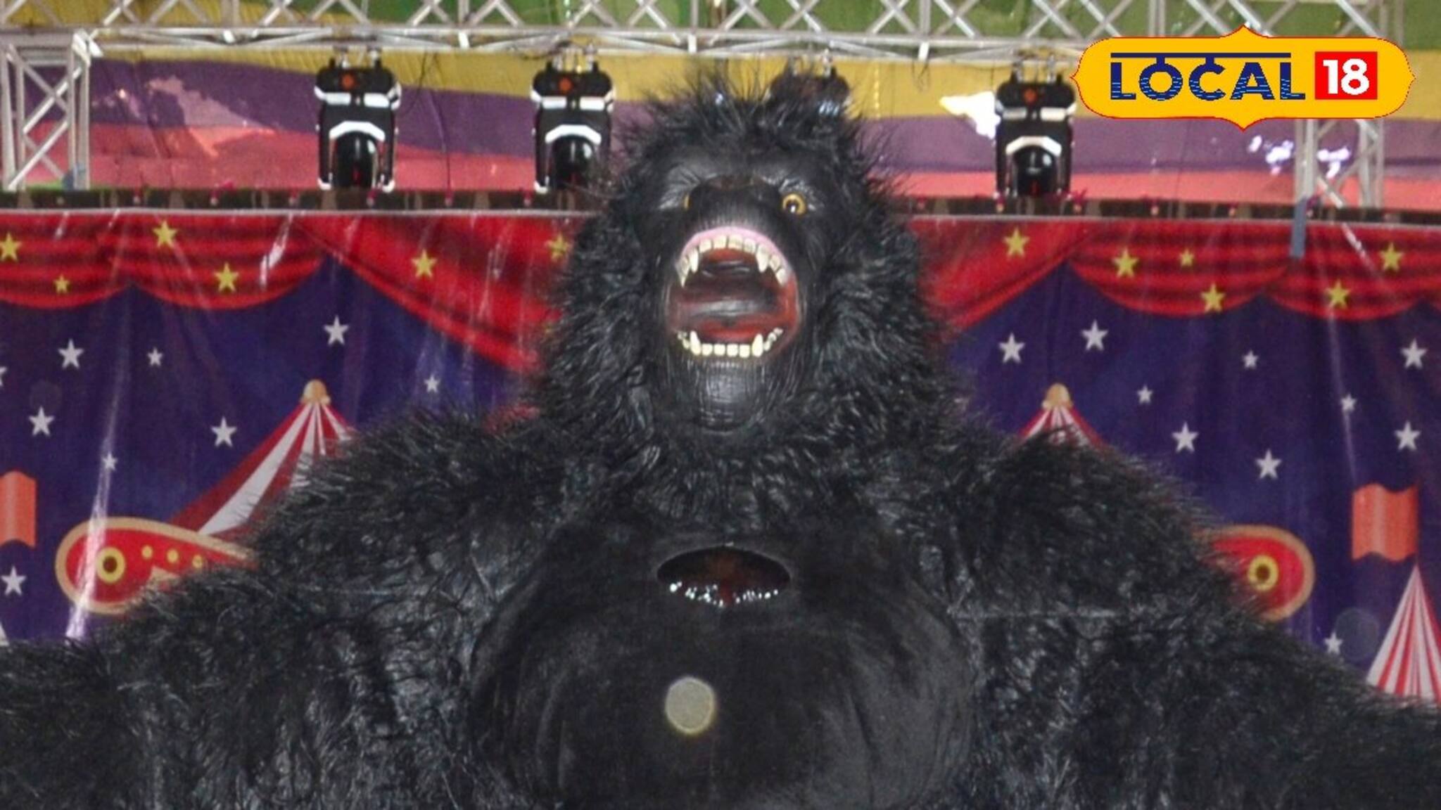 চমকে ঠাসা এবারের বারুইপুর সার্কাস! রাশিয়ান দম্পতির খেলা, হিন্দি গানে গোরিলার নাচ