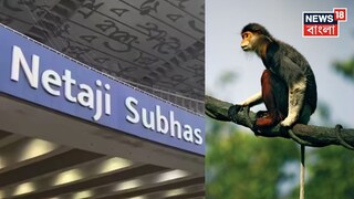 এখনও নিখোঁজ সেই বিশেষ প্রজাতির বাঁদর ! (Representative Image)