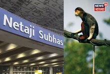 Kolkata Airport Monkey: এখনও নিখোঁজ সেই বিশেষ প্রজাতির বাঁদর ! ‘Shanked Douc’-কে খুঁজে বার করতে কলকাতা বিমানবন্দরে বিশেষ তল্লাশি অভিযান