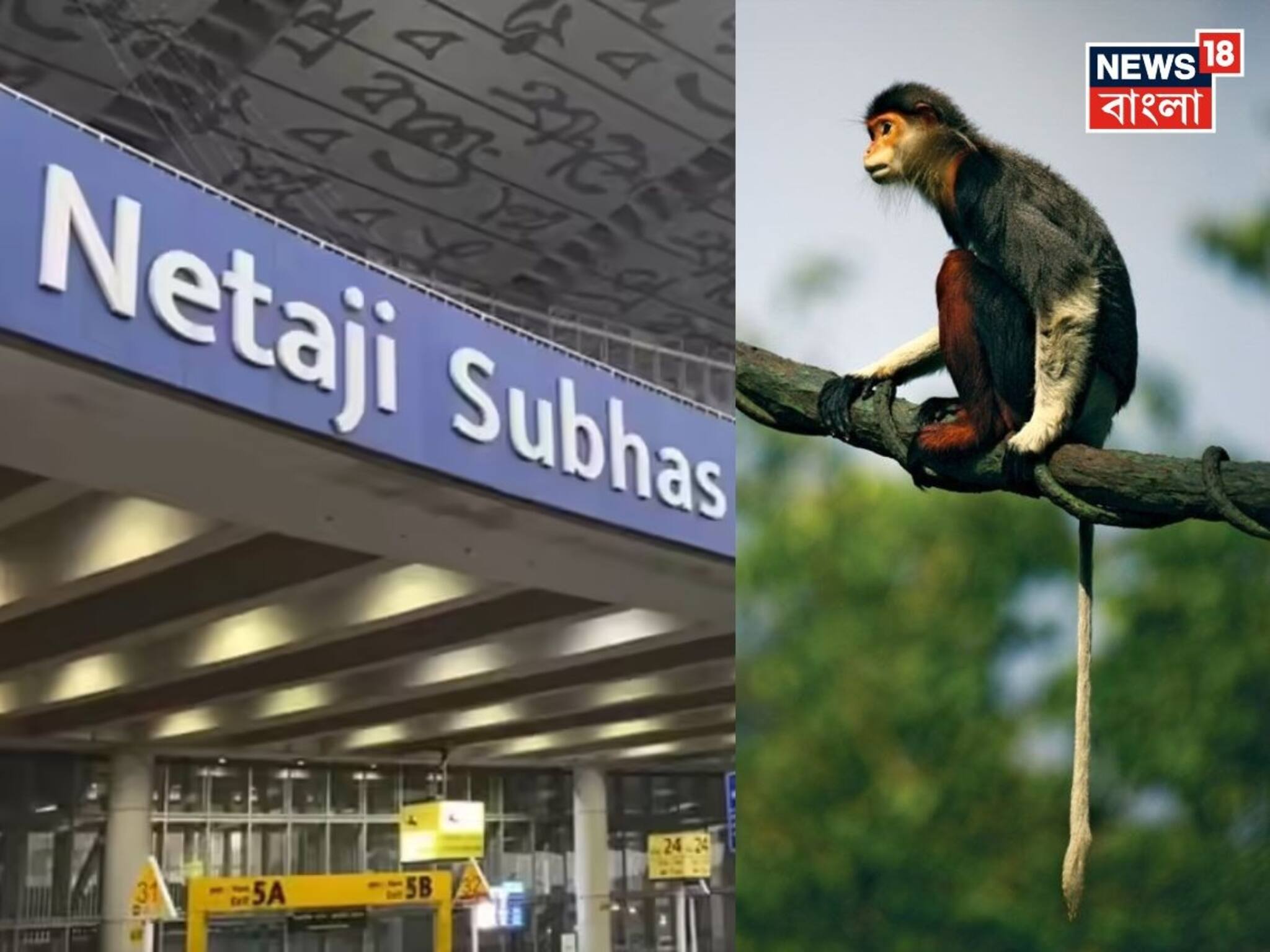 এখন অধরা কলকাতা বিমানবন্দরে থেক পালানো বিরল প্রজাতির বাঁদর! দেখুন ভিডিও