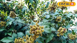 কুমকুম গাছ নিয়ে জেনে নিন এখনই