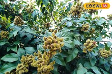 পুজোপার্বণ থেকে আয়ুর্বেদ সবেতেই জনপ্রিয়, রোপণ করলেই খুলবে লক্ষ্মীর ভাঁড়ার