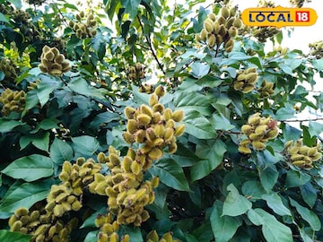 কুমকুম গাছ নিয়ে জেনে নিন এখনই