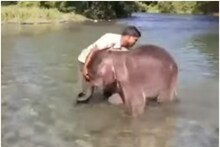 Jalpaiguri News: ভাইরাল 'লাকির' স্নানের ভিডিও, দেখলে মন ভাল হয়ে যাবে আপনারও