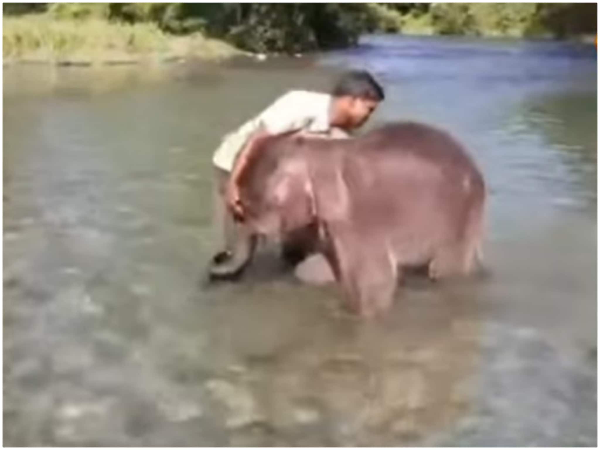 Jalpaiguri News: ভাইরাল 'লাকির' স্নানের ভিডিও, দেখলে মন ভাল হয়ে যাবে আপনারও