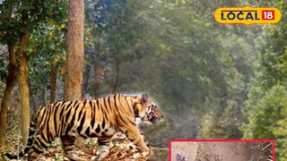 গড়বেতার জঙ্গলে অজানা জন্তুর পায়ের ছাপ উদ্ধার