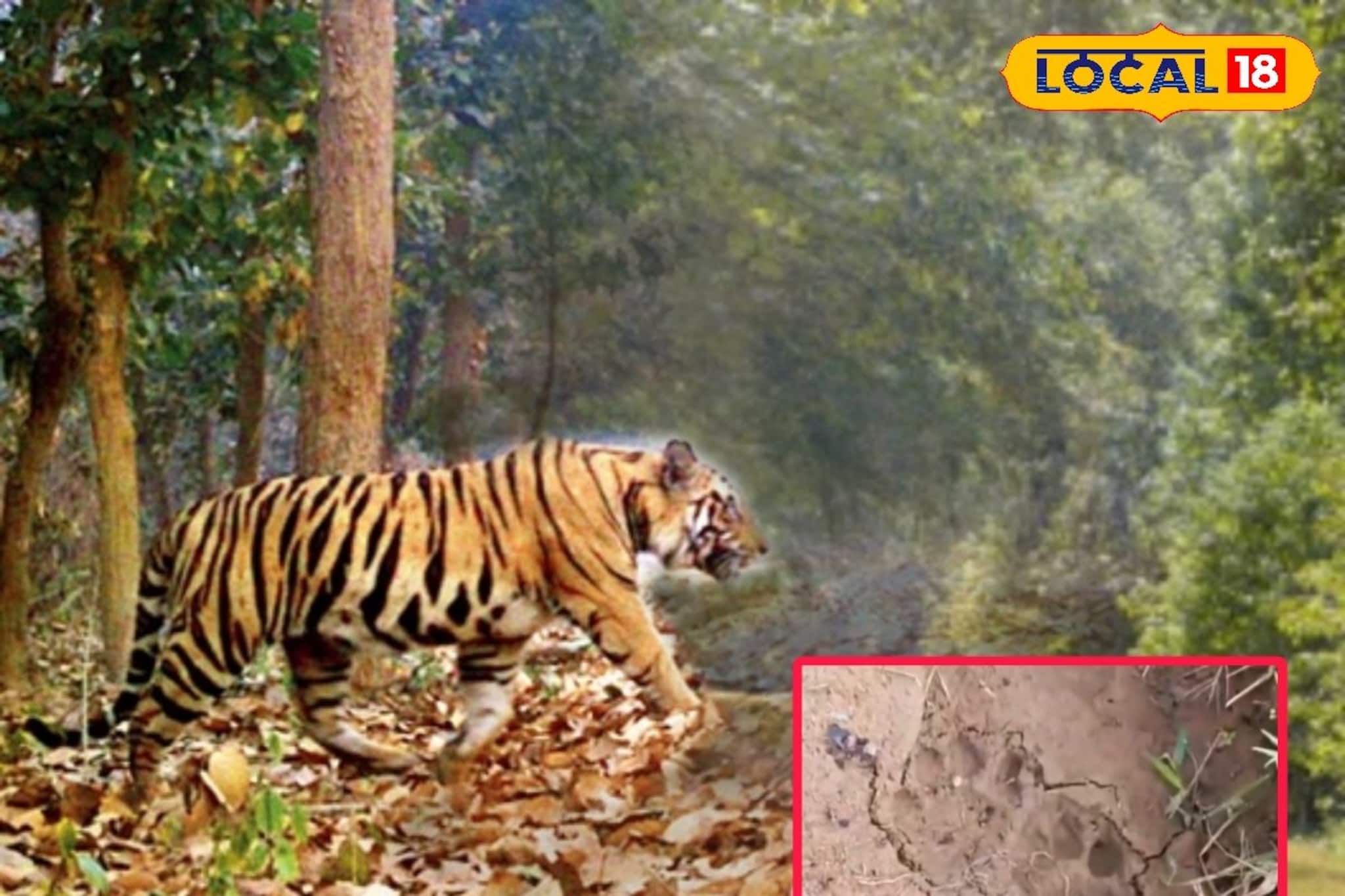 জঙ্গলমহলে জাঁকিয়ে বসছে বাঘের আতঙ্ক! অজানা জন্তুর পায়ের ছাপ ঘিরে রহস্য