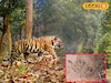 জঙ্গলমহলে জাঁকিয়ে বসছে বাঘের আতঙ্ক! অজানা জন্তুর পায়ের ছাপ ঘিরে রহস্য