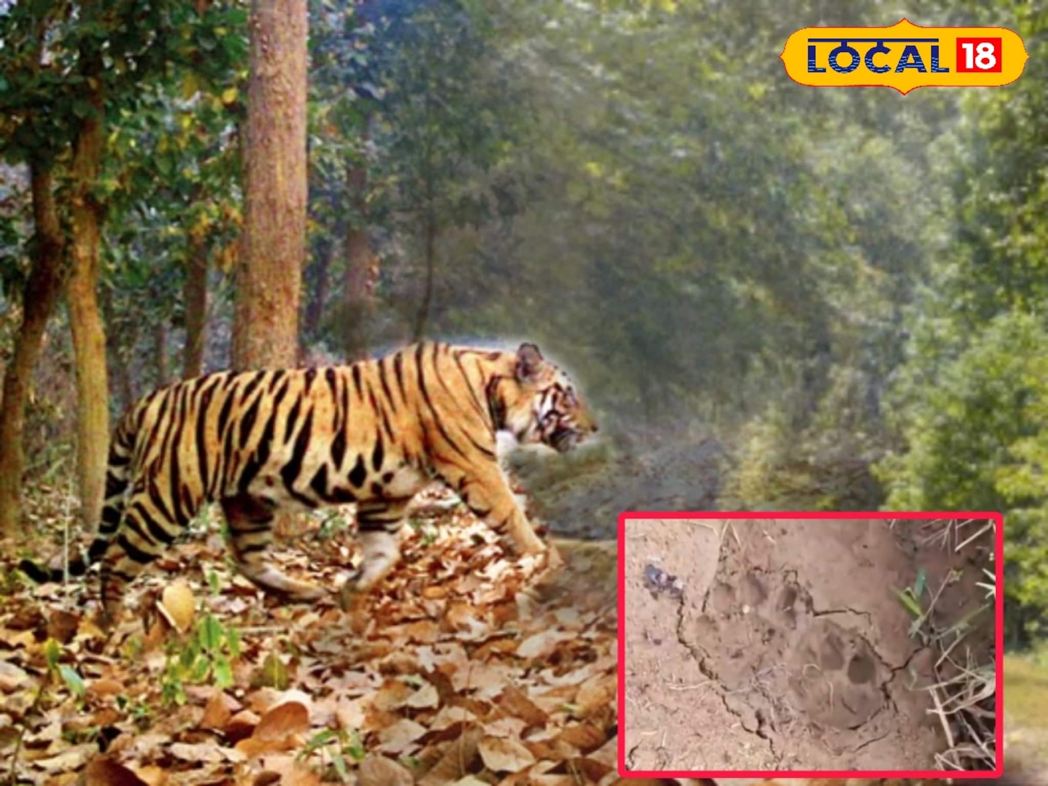 জঙ্গলমহলে জাঁকিয়ে বসছে বাঘের আতঙ্ক! অজানা জন্তুর পায়ের ছাপ ঘিরে রহস্য