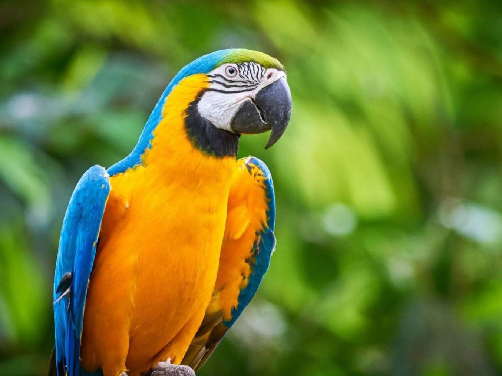 আড়াই লাখি ম‍্যাকাও পাখির চিকিৎসায় গাফিলতির জেরে মৃত‍্যুর অভিযোগ ঘিরে তুলকালাম পেট ক্লিনিকে