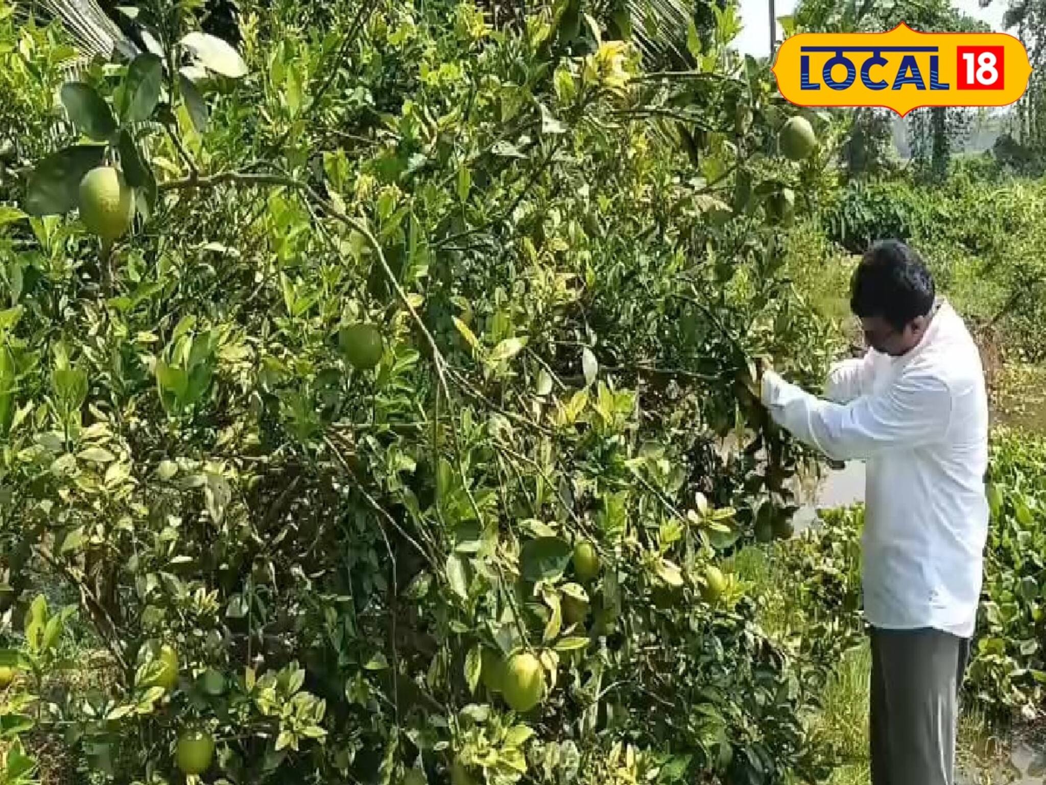 Business Idea: এগরার কৃষি বিশেষজ্ঞের দুর্দান্ত বিজনেস আইডিয়া! পতিত জমিতে চাষ করেও ২০ বছর ধরে মিলবে ফল, আয় হবে বাম্পার