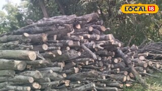 ম্যানগ্রোভ গাছ কেটে জড়ো করে রাখা হয়েছে ম্যানগ্রোভ গাছ কেটে জড়ো করে রাখা হয়েছে