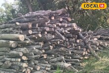 Mangroves: শীত পড়তেই আবার ম্যানগ্রোভে কোপ, ফাঁকা হচ্ছে সুন্দরবন! রায়দিঘিতে ক্ষুব্ধ স্থানীয়রা প্রশাসনের দারস্থ