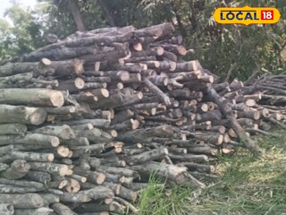 ম্যানগ্রোভ গাছ কেটে জড়ো করে রাখা হয়েছে 