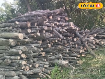 ম্যানগ্রোভ গাছ কেটে জড়ো করে রাখা হয়েছে 