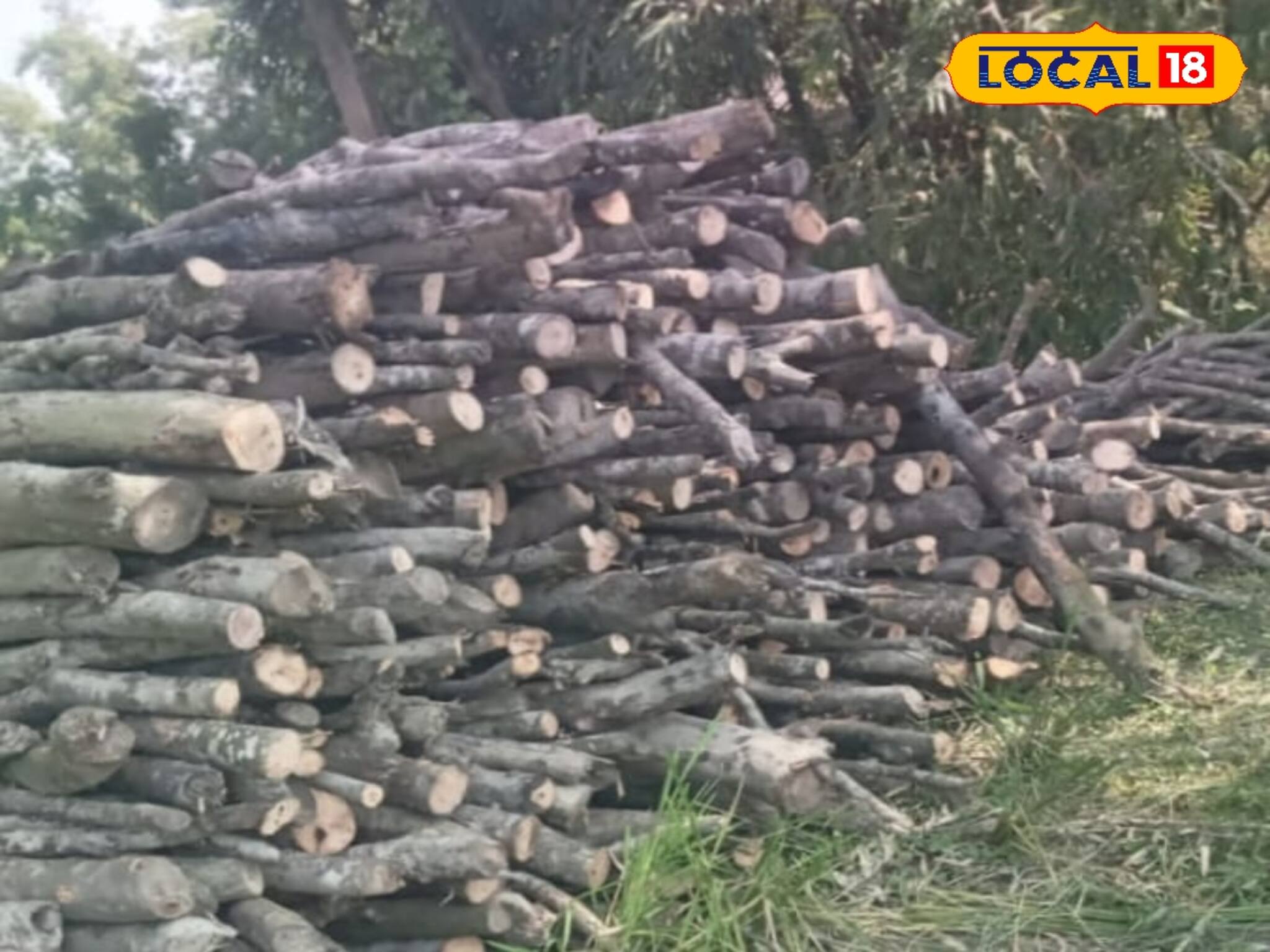 শীত পড়তেই আবার ম্যানগ্রোভে কোপ, ফাঁকা হচ্ছে সুন্দরবন!