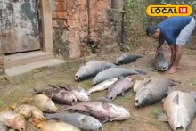 Murshidabad: সোনারুন্দি রাজবাড়িতে মর্মান্তিক ঘটনা! হঠাৎ ঝাঁকে ঝাঁকে মাছের মৃত্যু, রহস্য উদঘাটন করতে শুরু তদন্ত