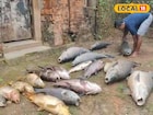 সোনারুন্দি রাজবাড়িতে মর্মান্তিক ঘটনা! হঠাৎ ঝাঁকে ঝাঁকে মাছের মৃত্যু