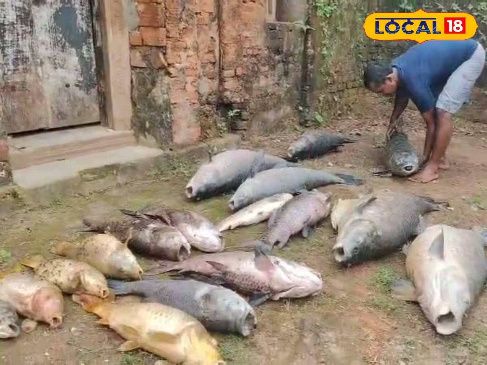 সোনারুন্দি রাজবাড়িতে মর্মান্তিক ঘটনা! হঠাৎ ঝাঁকে ঝাঁকে মাছের মৃত্যু