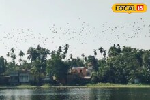 শীতের অতিথিদের আনাগোনা শুরু ইসলামপুরে! ভেরভেরি পুকুর যেন জীবন্ত পাখিদের স্বর্গ, দেখুন