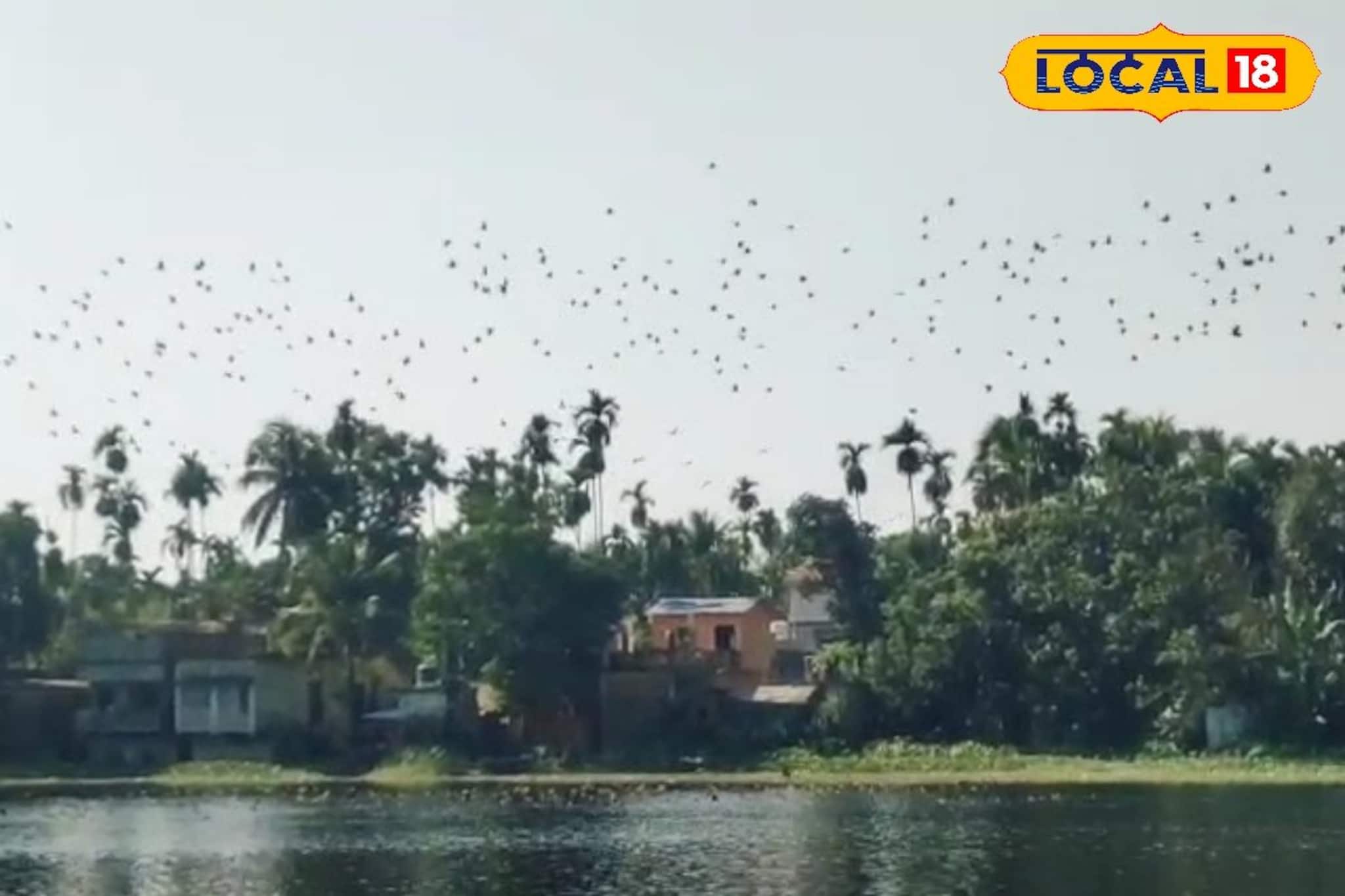 শীতের অতিথিদের আনাগোনা শুরু ইসলামপুরে! ভেরভেরি পুকুর যেন জীবন্ত পাখিদের স্বর্গ, দেখুন