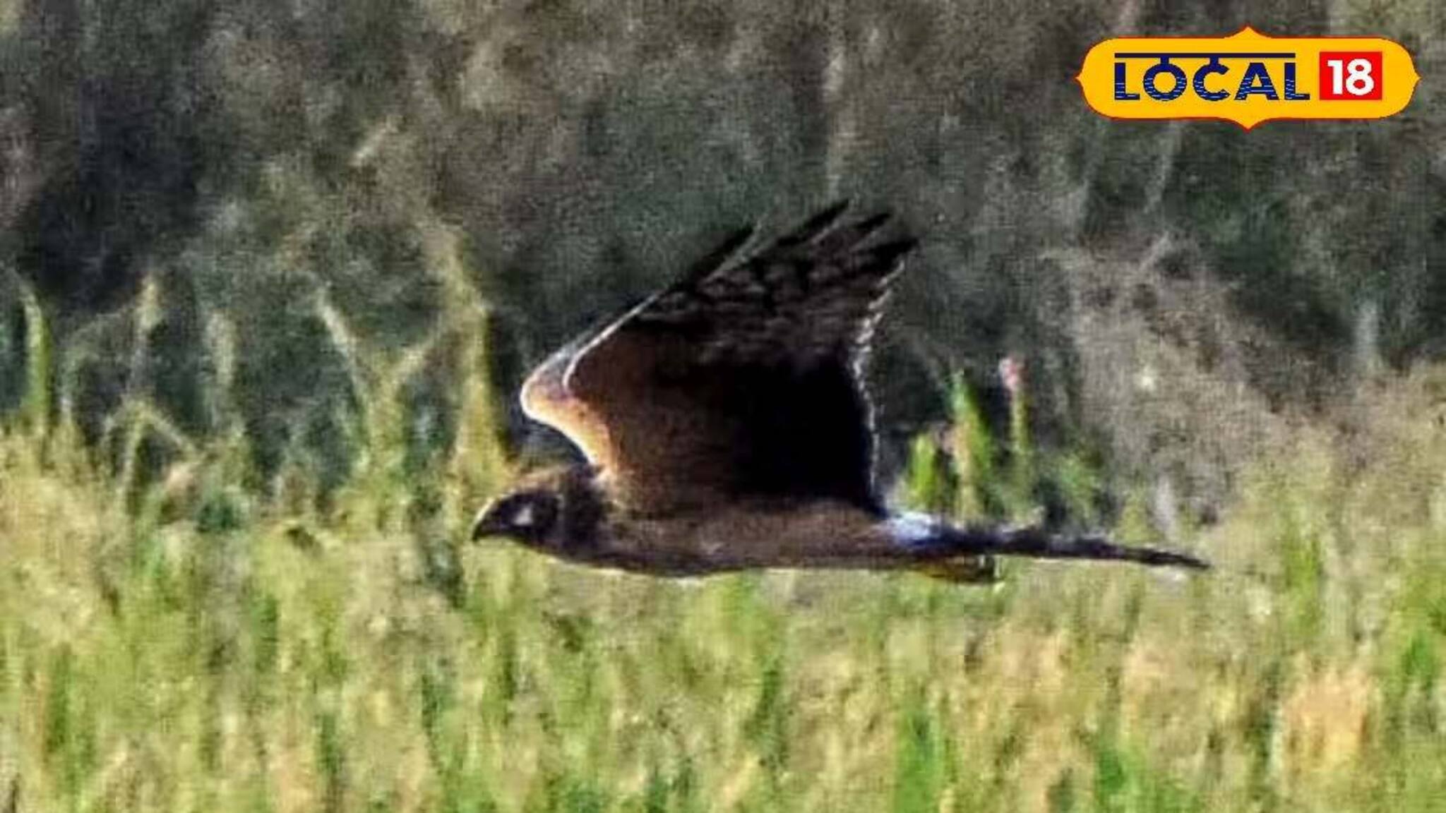 Migratory Birds: শীত পড়তেই বিদেশি অতিথিরা হাজির! রঙিন ডানায় ভরল জলপাইগুড়ির আকাশ, এক ঝলক দেখতে আট থেকে আশির ভিড়