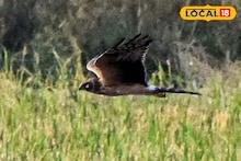 Migratory Birds: শীত পড়তেই বিদেশি অতিথিরা হাজির! রঙিন ডানায় ভরল জলপাইগুড়ির আকাশ, এক ঝলক দেখতে আট থেকে আশির ভিড়