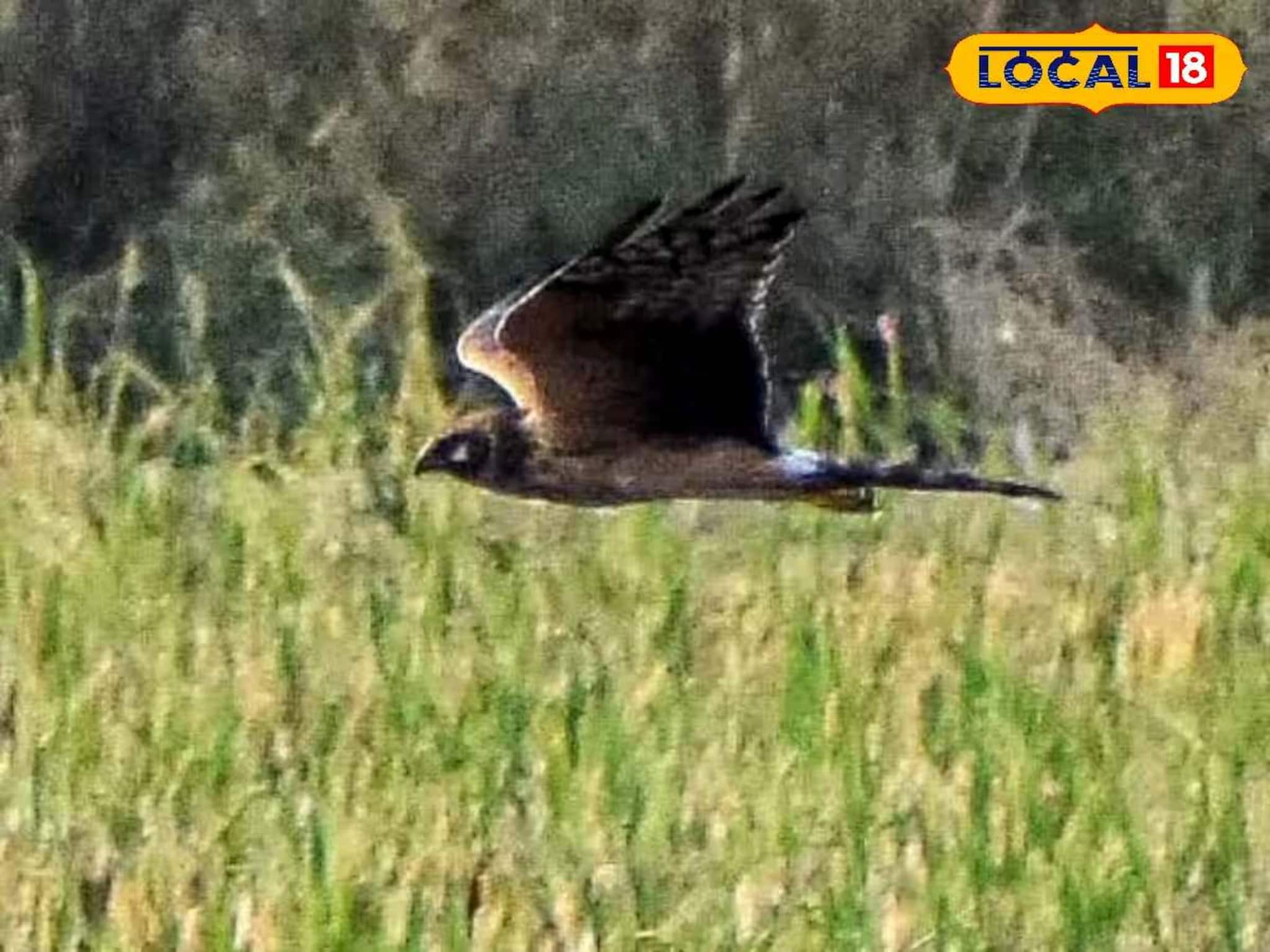 Migratory Birds: শীত পড়তেই বিদেশি অতিথিরা হাজির! রঙিন ডানায় ভরল জলপাইগুড়ির আকাশ, এক ঝলক দেখতে আট থেকে আশির ভিড়