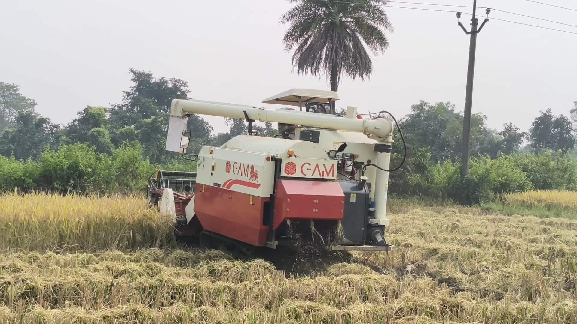 আধুনিক যন্ত্রের সাহায্যে কাটা হচ্ছে ধান