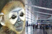 বিমানবন্দরে নিখোঁজ বিরল প্রজাতির বাঁদর, ৬০ ঘণ্টা তল্লাশিতেও খোঁজ মেলেনি