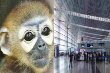 বিমানবন্দরে নিখোঁজ বিরল প্রজাতির বাঁদর, ৬০ ঘণ্টা তল্লাশিতেও খোঁজ মেলেনি