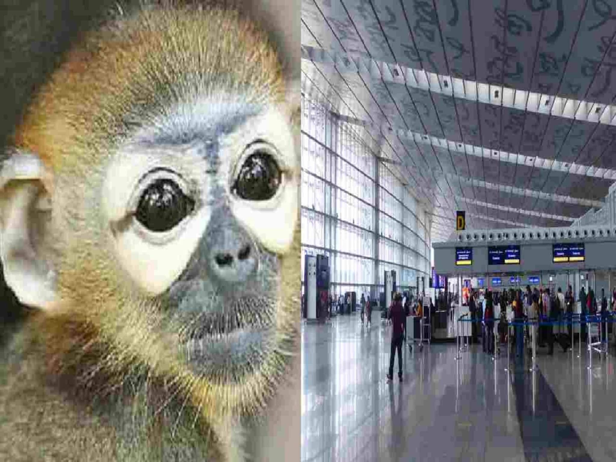 Bangla News: বিমানবন্দরে নিখোঁজ বিরল প্রজাতির বাঁদর, ৬০ ঘণ্টা তল্লাশিতেও খোঁজ মেলেনি