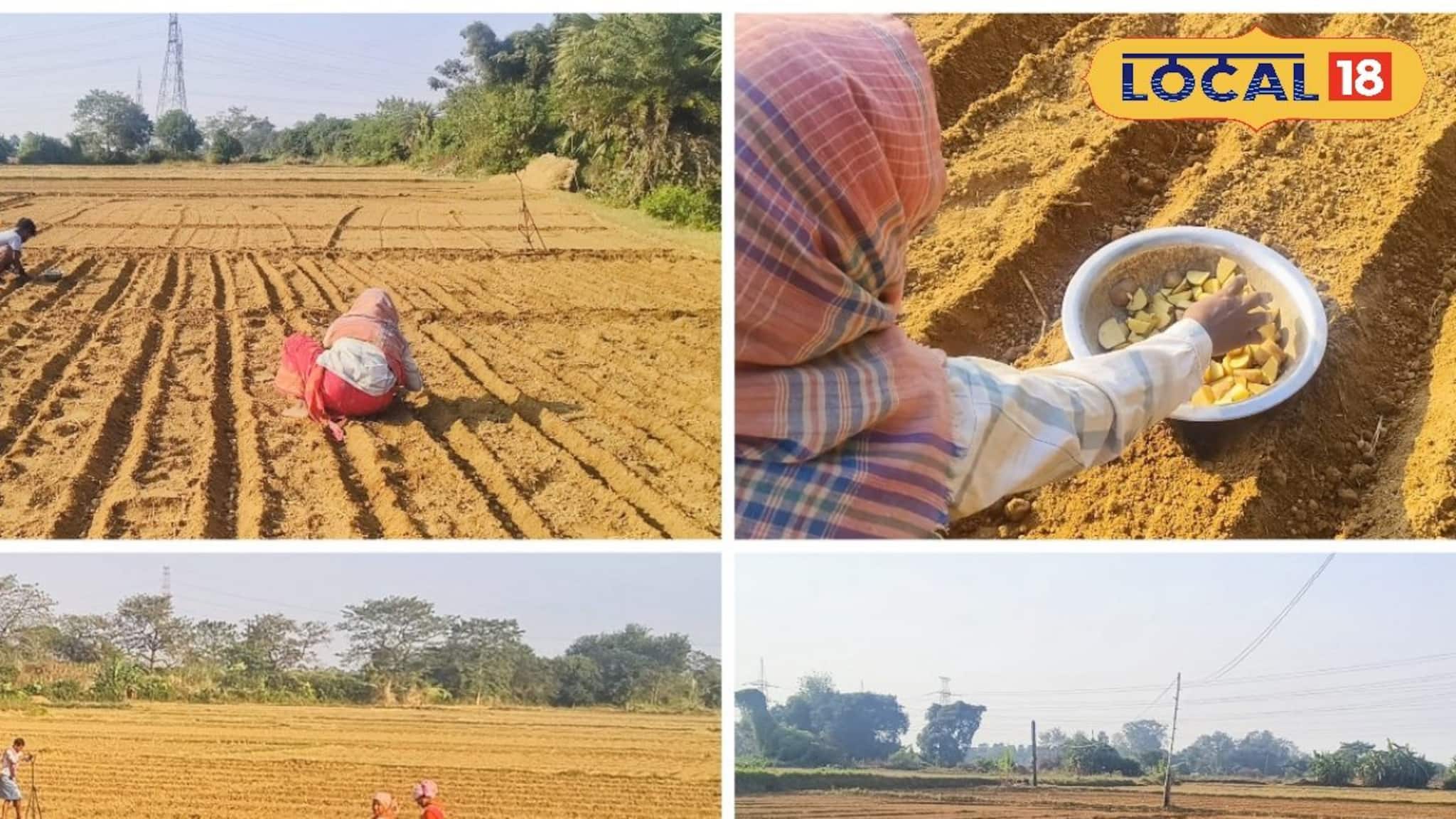 Money Making Agriculture: আলু চাষেই ব্যাপক লাভ, ১৪ হাজার খরচে আয় হতে পারে ৫০ হাজার টাকা! শুধু চিনতে সঠিক প্রজাতি