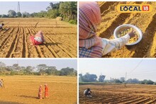 Money Making Agriculture: আলু চাষেই ব্যাপক লাভ, ১৪ হাজার খরচে আয় হতে পারে ৫০ হাজার টাকা! শুধু চিনতে সঠিক প্রজাতি