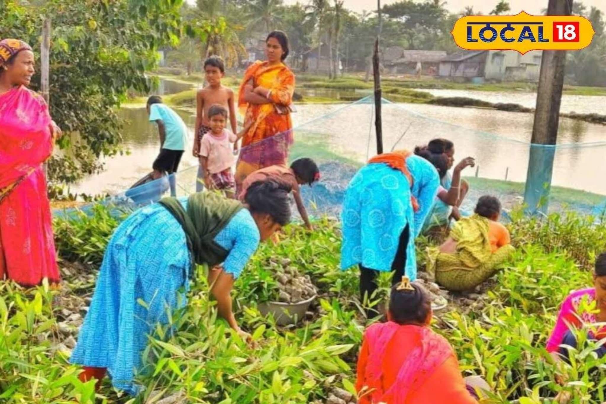 Money Making Tips: ম্যানগ্রোভের বীজেই আয়ের দিশা! উপার্জনের নয়া পথ খুঁজে পেলেন সুন্দরবনের মহিলারা, প্রকৃতি রক্ষার সঙ্গেই হচ্ছে লক্ষ্মীলাভ