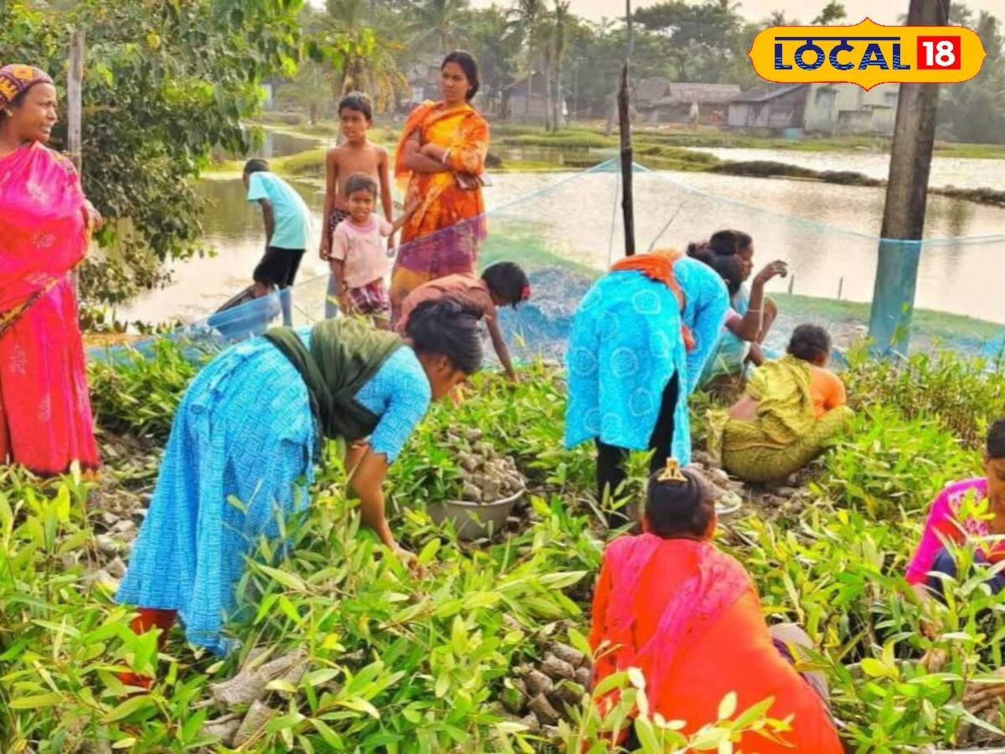 ম্যানগ্রোভের বীজেই আয়ের দিশা! উপার্জনের নয়া পথ খুঁজে পেলেন সুন্দরবনের মহিলারা