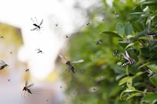 একটা পেঁয়াজেই মশার বংশ ধ্বংস! পেঁয়াজ দিয়ে তৈরি করুন ধূপ, জ্বালানোর ১ মিনিটেই ভ্যানিশ সব